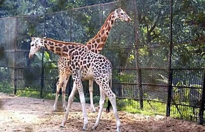 Alipore Zoo