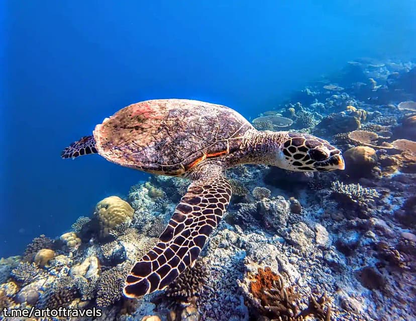 Banana Reef