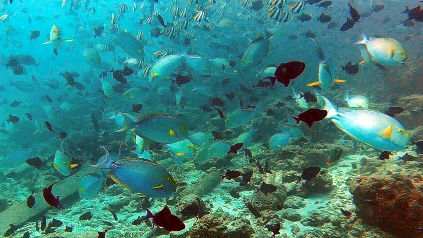 HP Reef