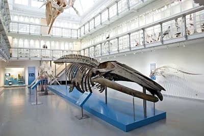 Zoological Museum
