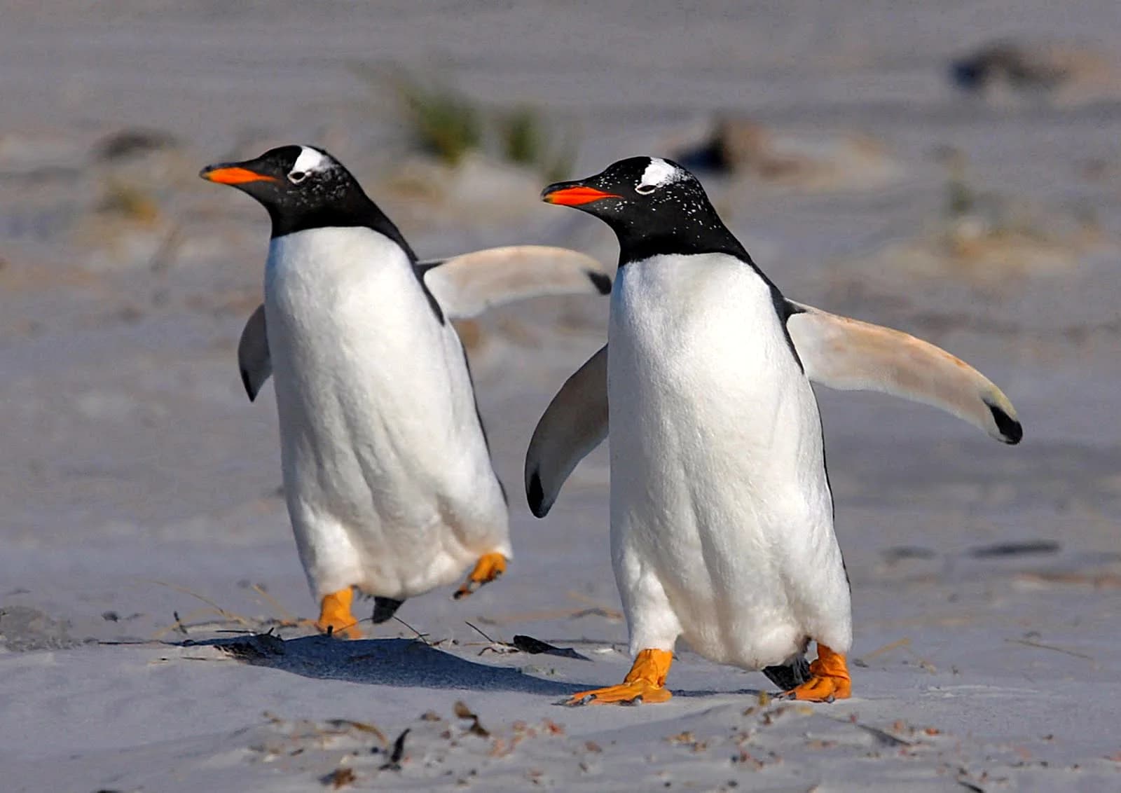 Penguin colony on rocky Antarctic shoreline, a typical zodiac landing sight on an Antarctica expedition trip
