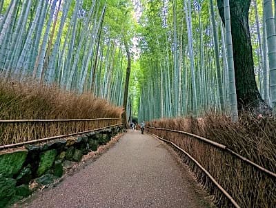 traveller walking through bamboo grove on a 10 day itinerary in Japan