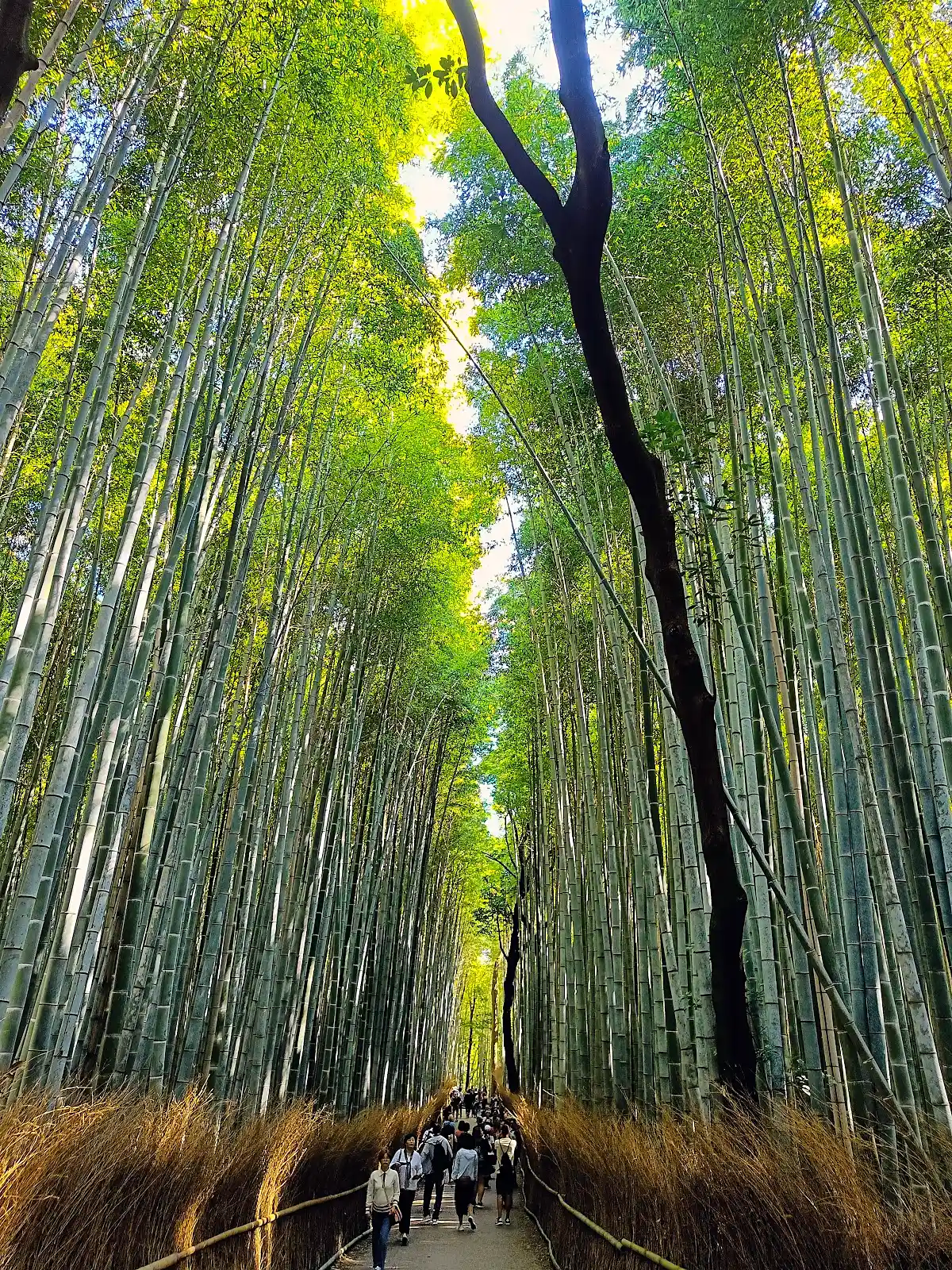Bamboo grove in Arashiyama, Kyoto, on a cool winter morning