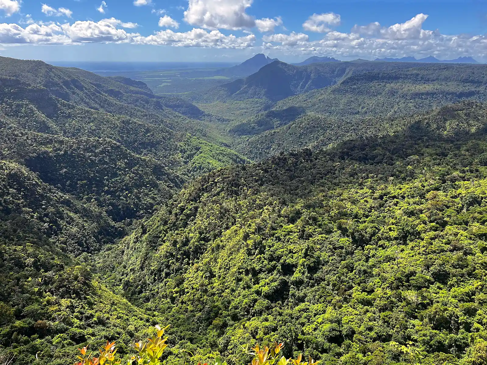 Dense rainforest canopy in Black River Gorges National Park, Mauritius, with gorge viewpoint in the distance