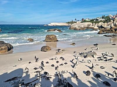 African penguins waddling on Boulders Beach, an offbeat South Africa local spot near Cape Town