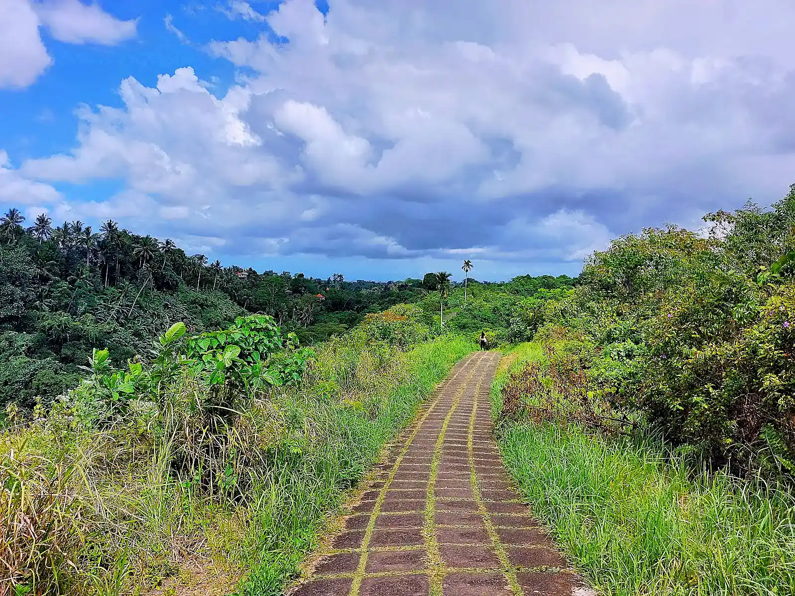 narrow walking trail along Campuhan Ridge Walk Ubud Bali with green valley and palm trees