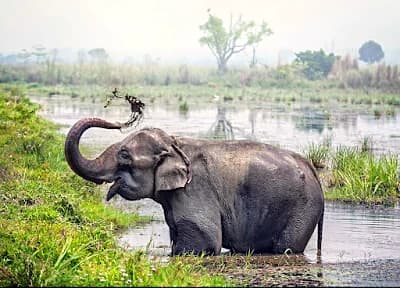 Jeep safari trail through Chitwan National Park in Nepal, an offbeat wildlife stop away from the temple circuit