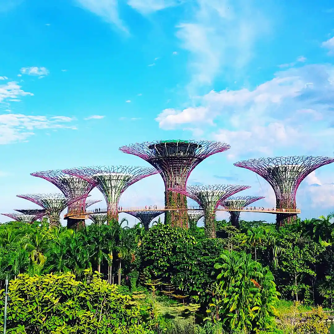Supertrees at Gardens by the Bay illuminated at dusk in Singapore
