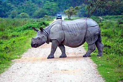 Assam travel
