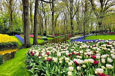 Rows of blooming tulips at Keukenhof Gardens, a seasonal day trip on a spring Netherlands trip