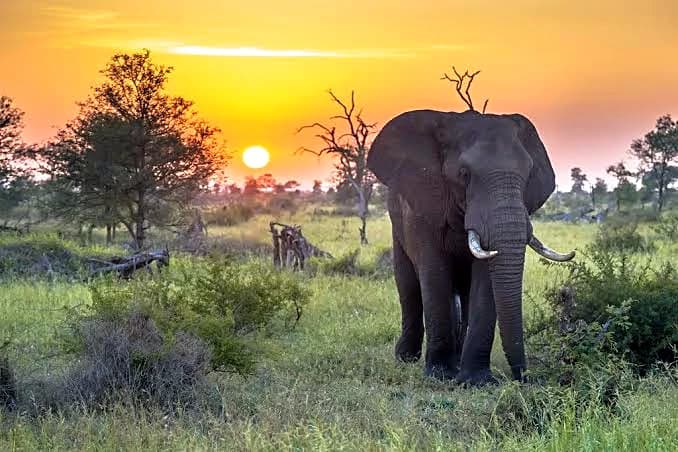Kruger National Park safari landscape at dawn, best seen on a dedicated multi-night stay