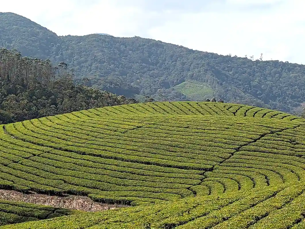Rolling tea plantations in Munnar, Kerala, the inland hills leg of a Kerala travel itinerary