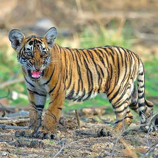 Ranthambore travel