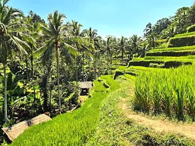 Tegallalang rice terraces in Ubud Bali at early morning light