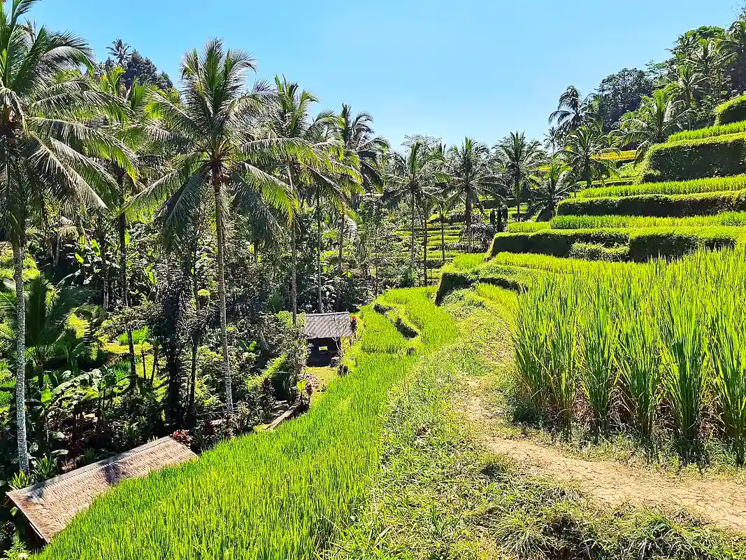 Rice terraces in Bali far from the airport, unaffected by the volcanic ash disruption