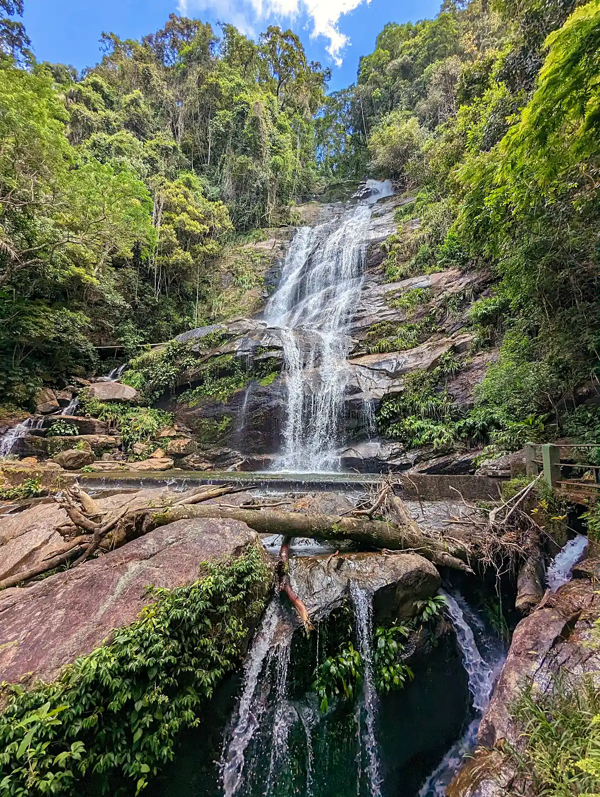 Dense green canopy of Tijuca Forest trails above Rio de Janeiro city
